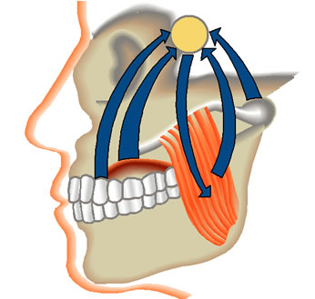 Zähne,Kiefer und Muskulatur sind aufeinander abgestimmt